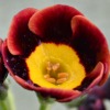 Auricula Brown Bess - Abriachan Nurseries